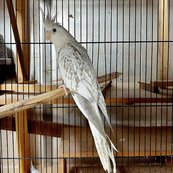 grey-bird-for-sale-in-montpelier-vt