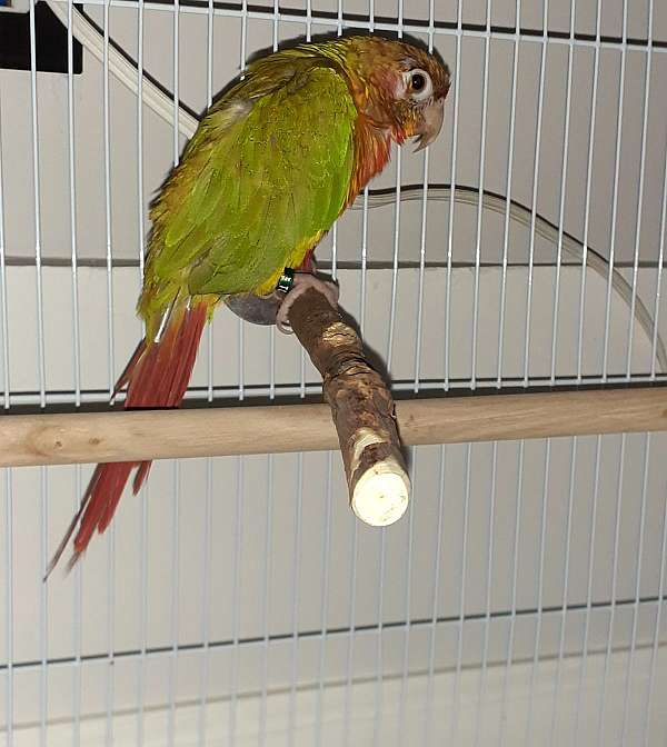 green-cheek-conure-for-sale-in-panorama-city-ca