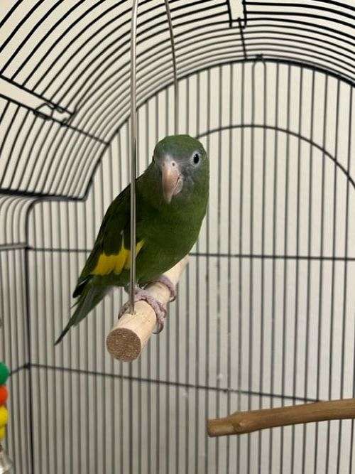 parrot-for-sale-in-lewisville-tx