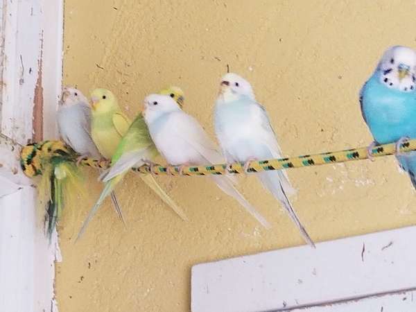 mature-pastel-bird-for-sale