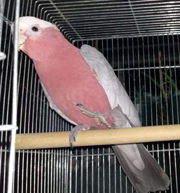 handfed-pet-cockatoo-rose-breasted-cockatoo-for-sale