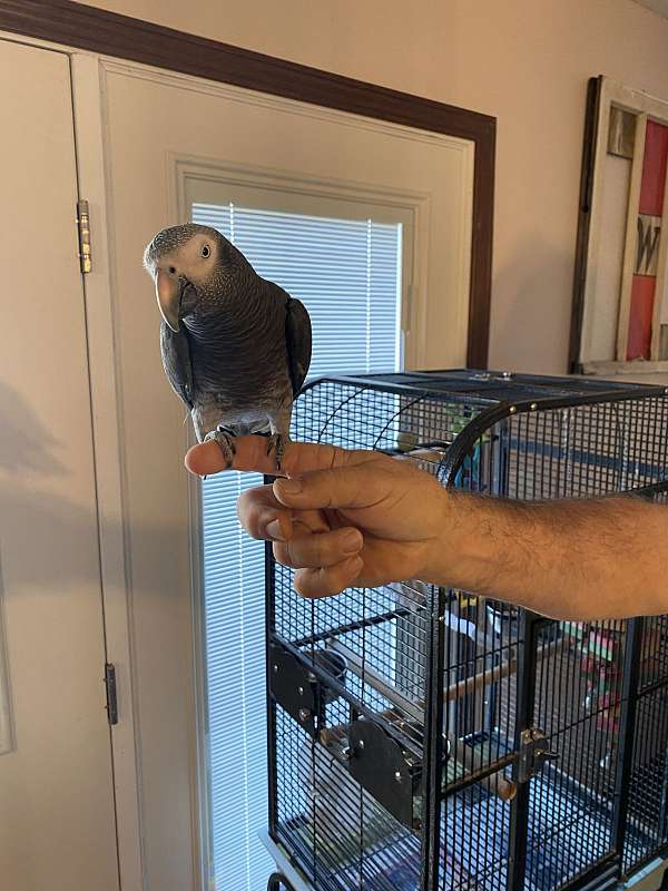 timneh-african-grey-parrot-for-sale-in-effingham-il