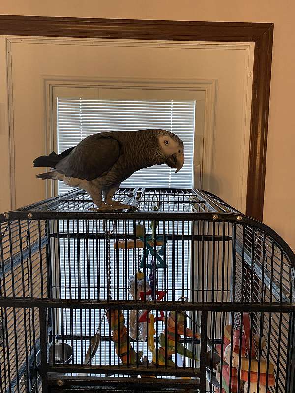 pet-talking-timneh-african-grey-parrot-for-sale