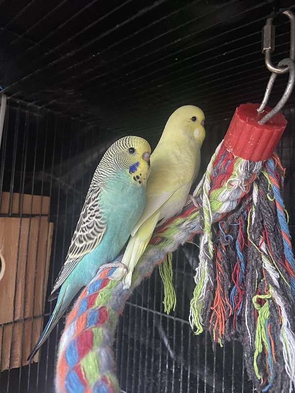 budgerigar-parakeet-for-sale-in-long-beach-ca