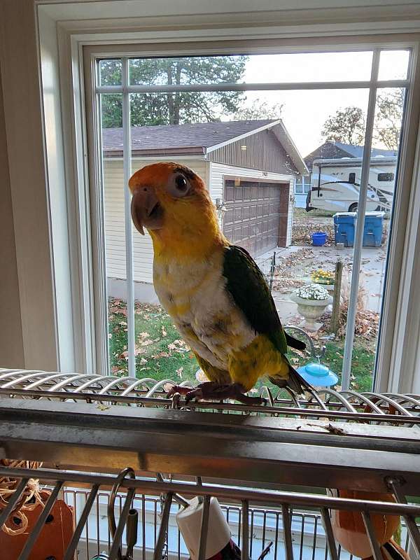 white-bellied-caique-for-sale-in-hudson-il