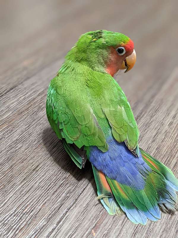 fischers-lovebird-for-sale-in-kentucky