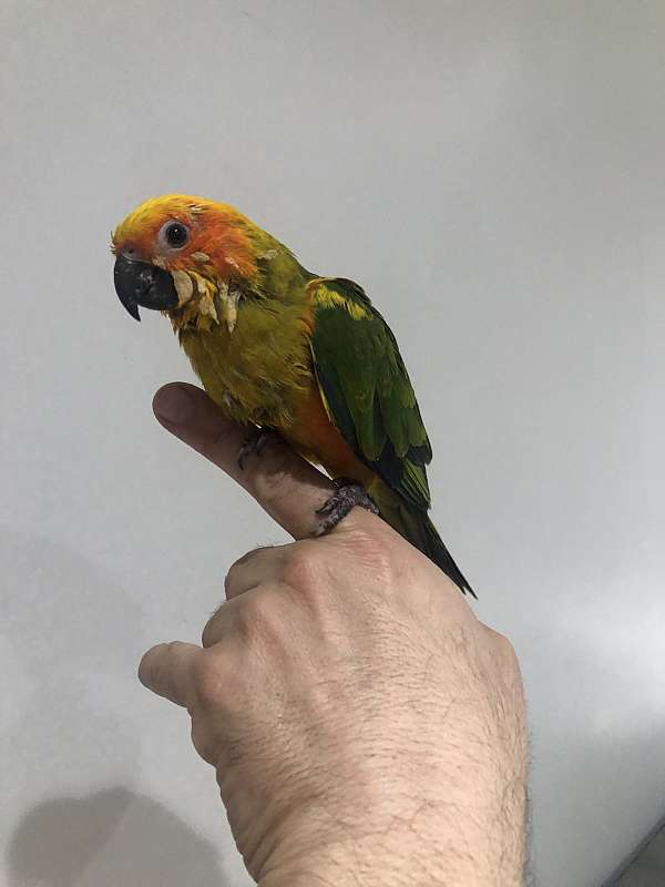 Sun Conure Baby