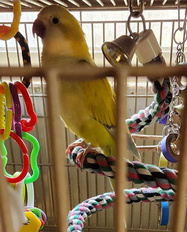 tame-bird-for-sale-in-chestertown-md
