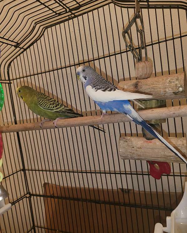blue-green-bird-for-sale-in-new-jersey