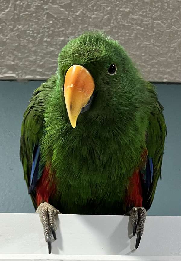 eclectus-parrots-parrot-for-sale-in-ohio