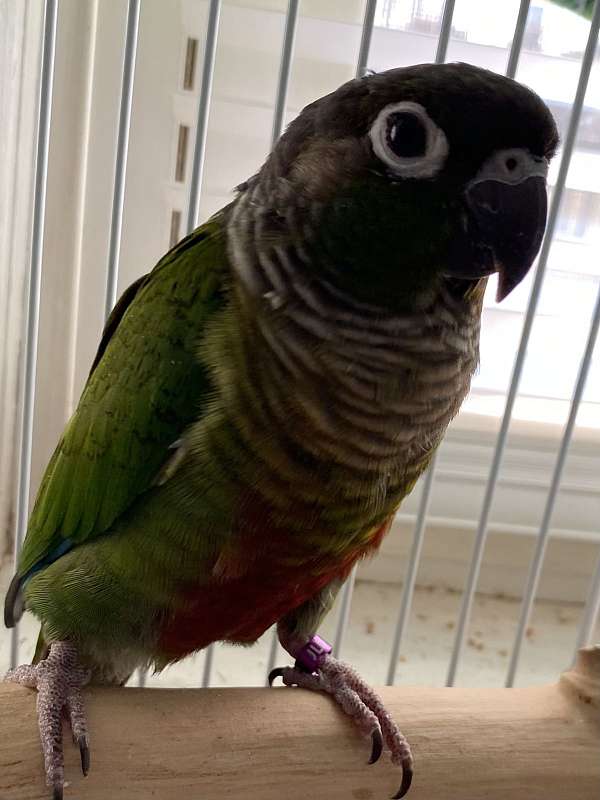 green-cheek-conure-for-sale-in-blacksburg-va