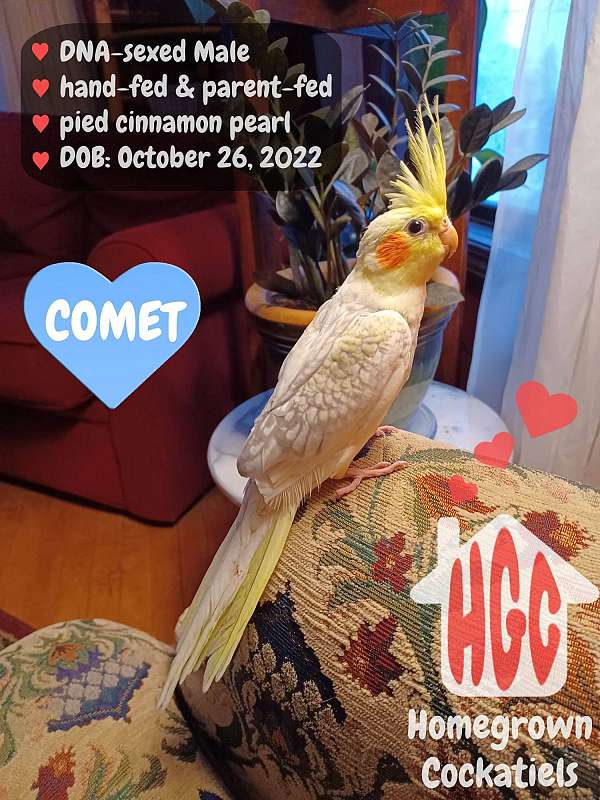 cinnamon-bird-for-sale-in-janesville-wi