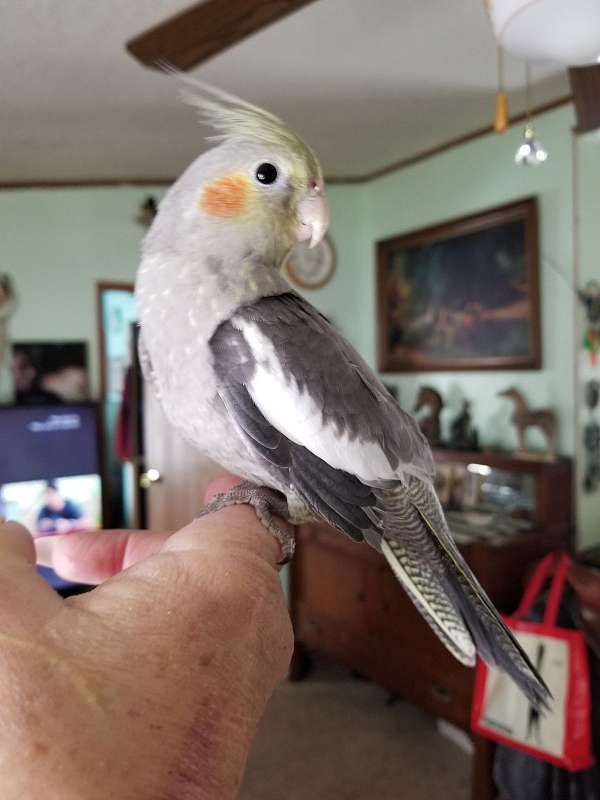 male-bird-for-sale-in-kimberly-id