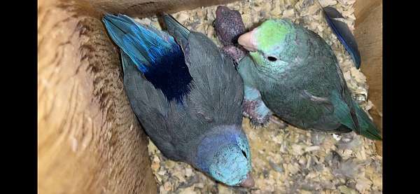 parrotlet-for-sale-in-new-milford-nj