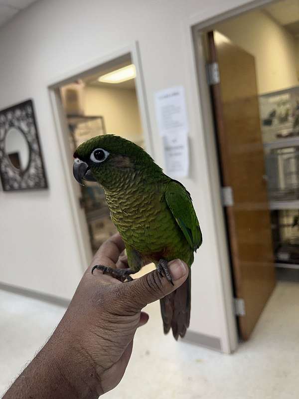 handfed-maroon-bellied-conure-for-sale