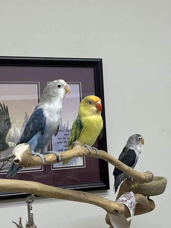 handfed-pet-fischers-lovebird-for-sale
