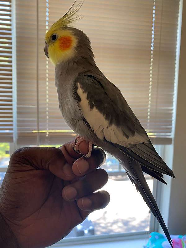 grey-yellow-bird-for-sale-in-maryland