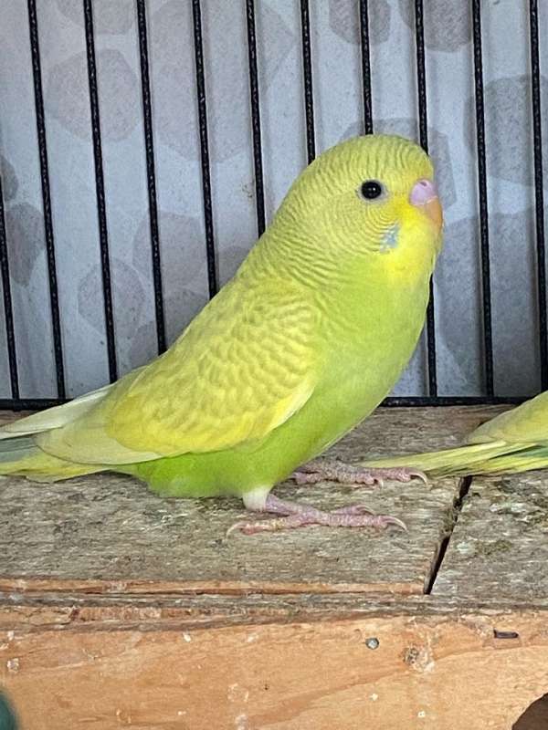 budgerigar-parakeet-for-sale