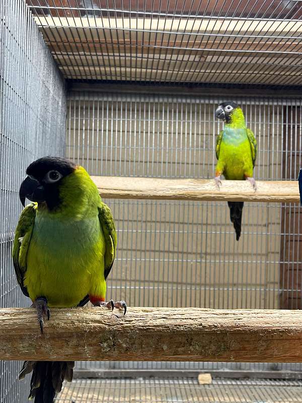 nanday-conure-for-sale-in-riverbank-ca