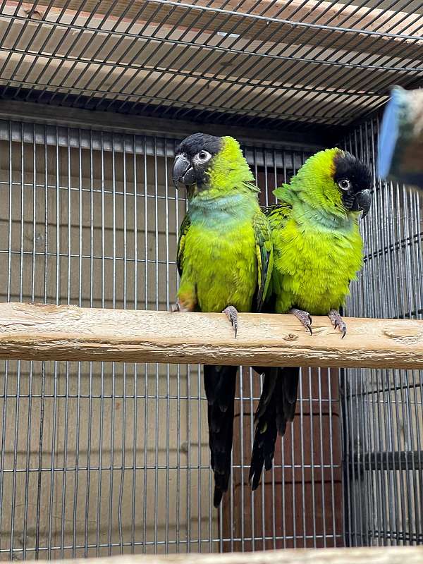 bonded-pair-bird-for-sale-in-riverbank-ca