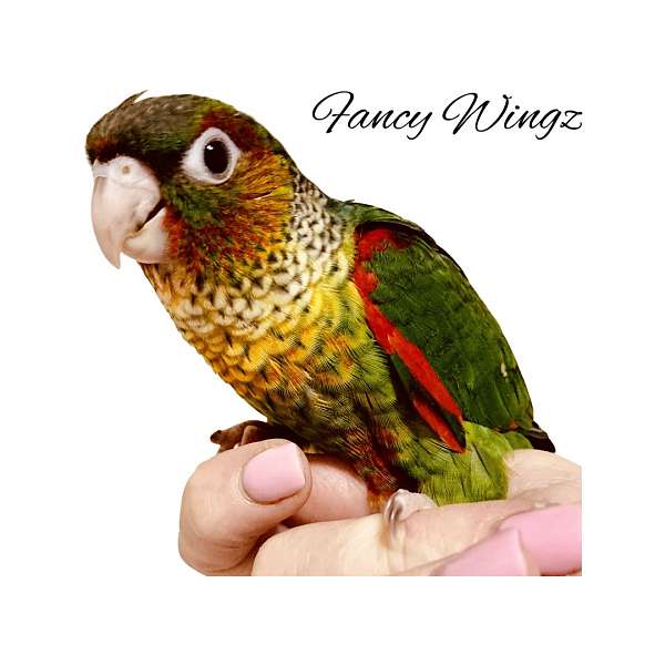tan-black-capped-conure-for-sale