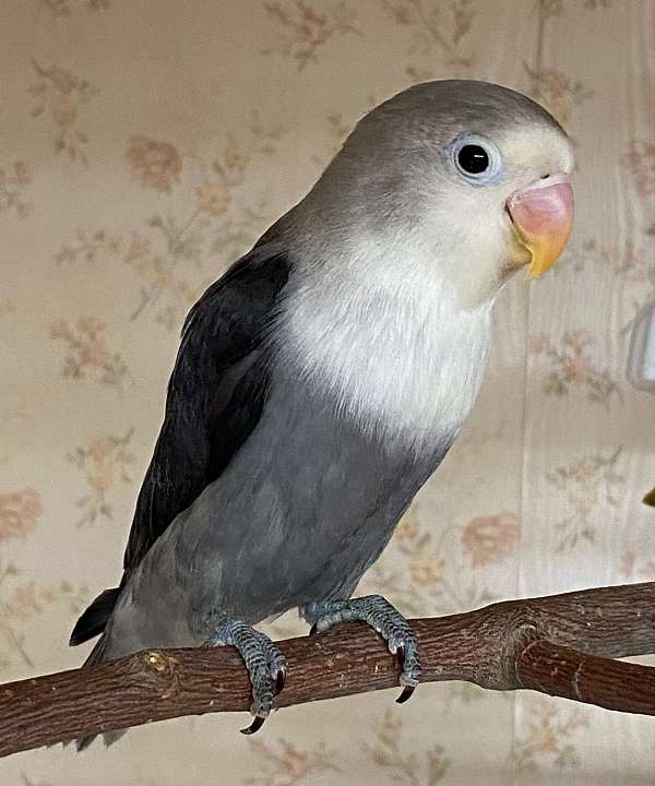 black-grey-fischers-lovebird-for-sale