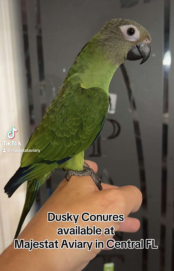 dusky-conure-for-sale