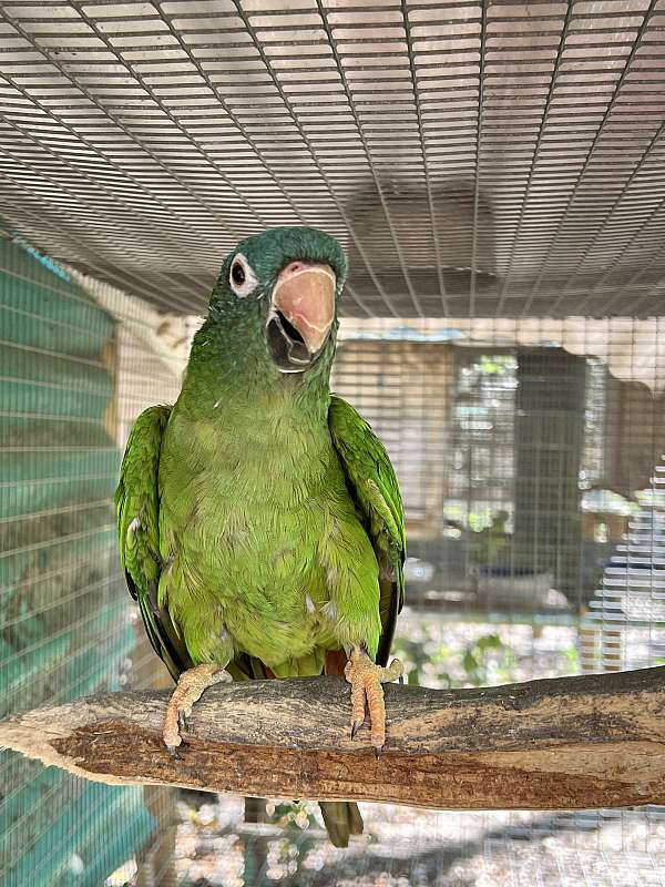 pineapple-bird-for-sale-in-dade-city-fl