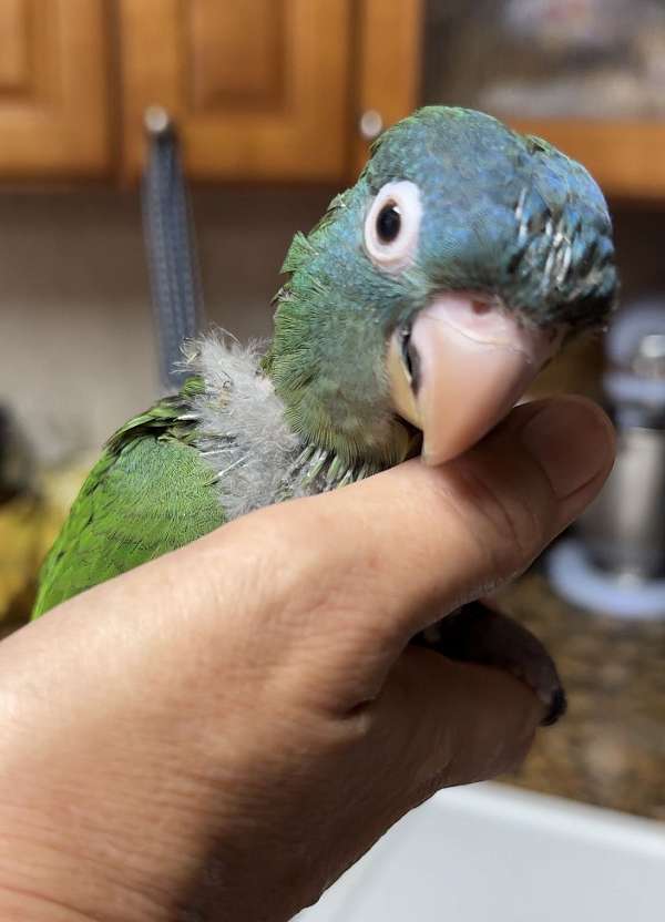 baby-green-cheek-conure-for-sale