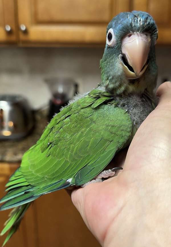 green-cheek-conure-for-sale