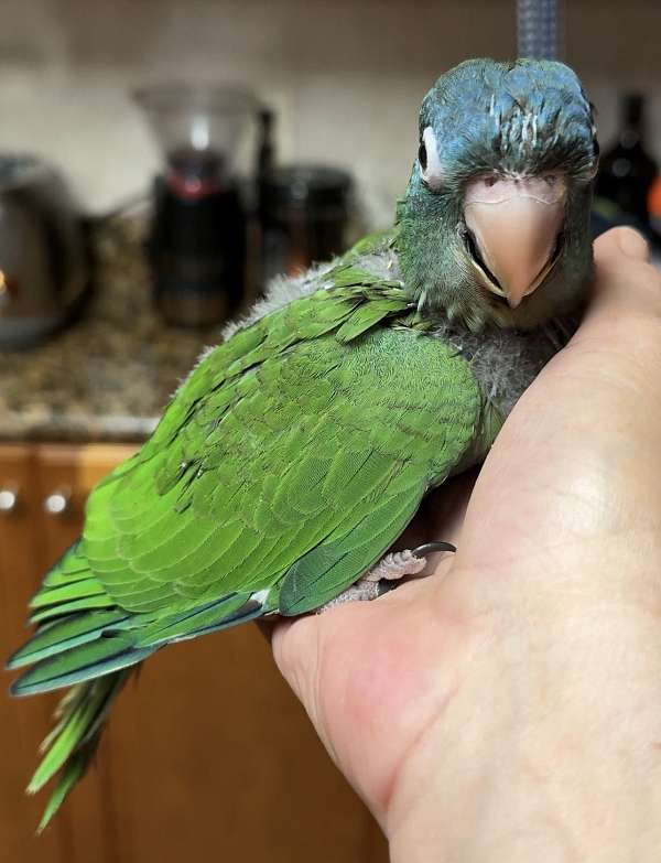 baby-bird