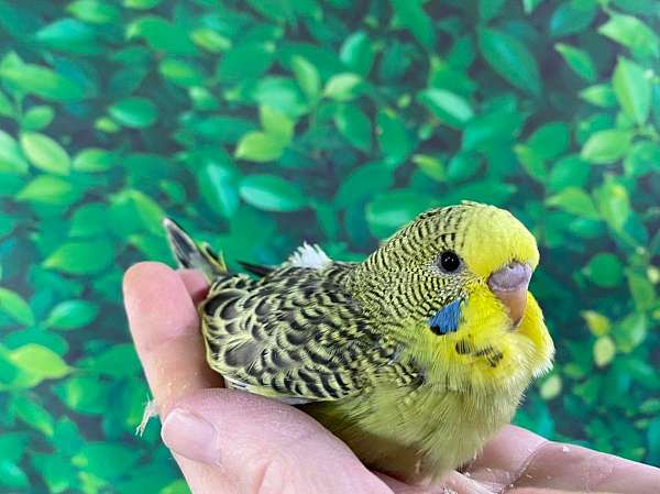 budgerigar-parakeet-for-sale