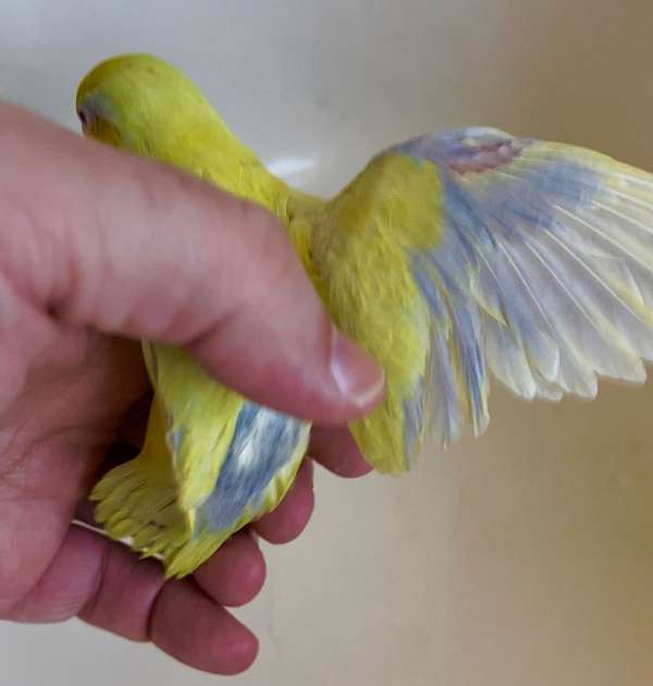 pet-bird-for-sale-in-warwick-ri