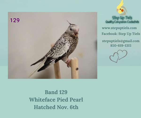 pearl-white-bird-for-sale-in-pensacola-fl