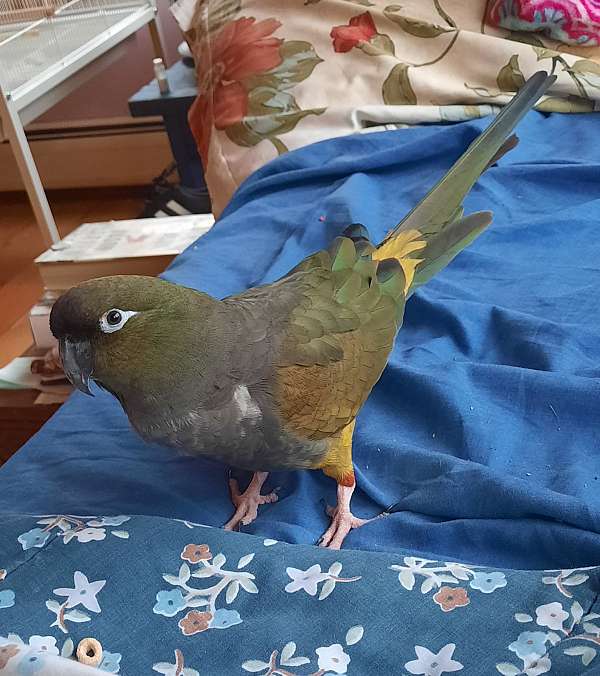 patagonian-conure-for-sale-in-guilford-vt