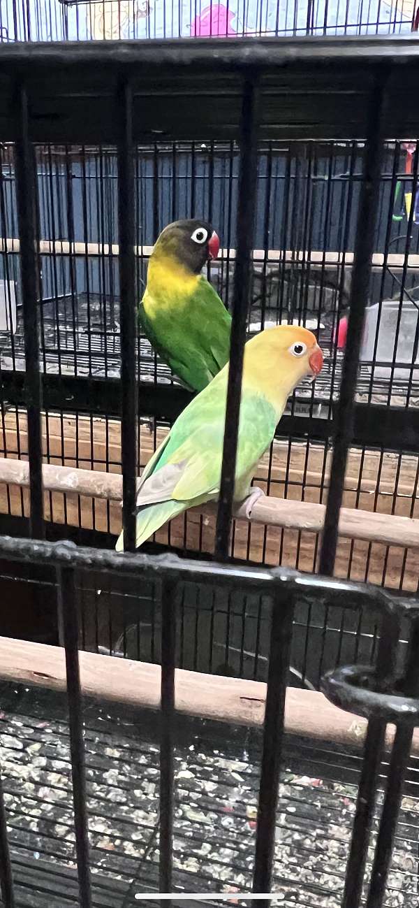 lovebird-for-sale-in-louisiana