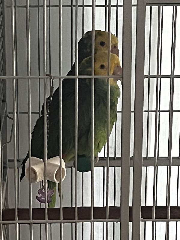 double-yellow-head-amazon-parrot-for-sale-in-north-palm-beach-fl