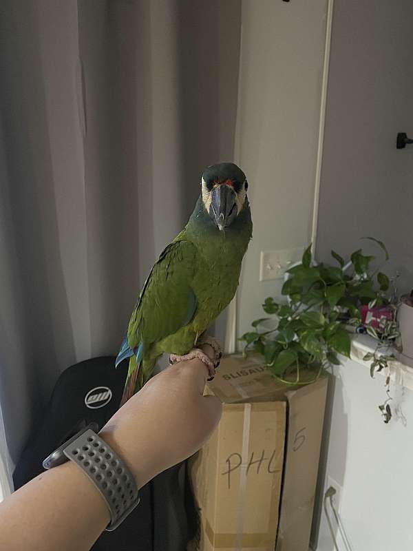 illigers-macaw-for-sale-in-pennsylvania