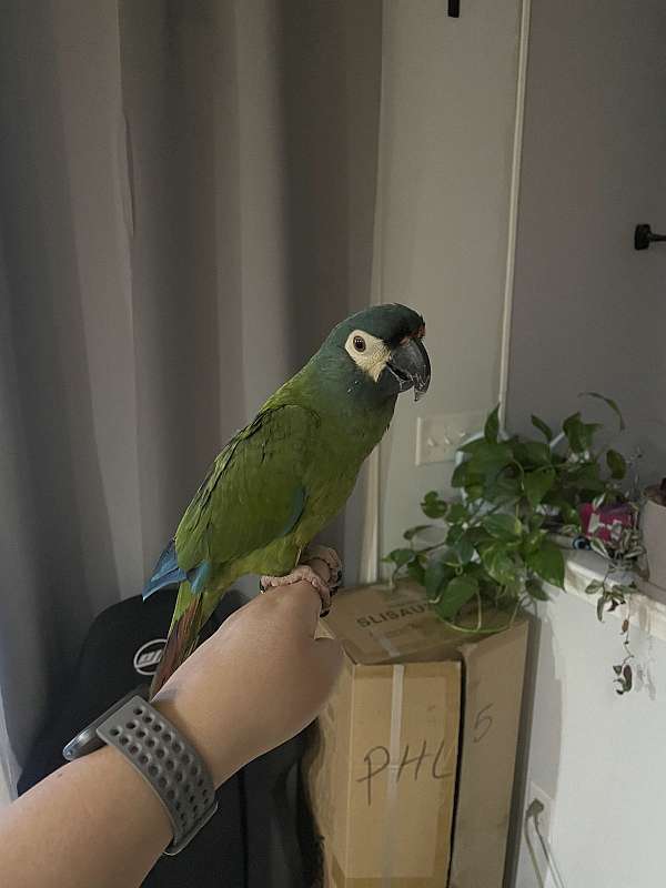 exotic-illigers-macaw-for-sale