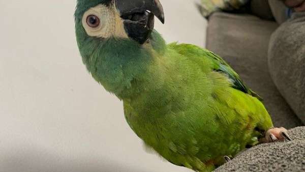 tame-illigers-macaw-for-sale