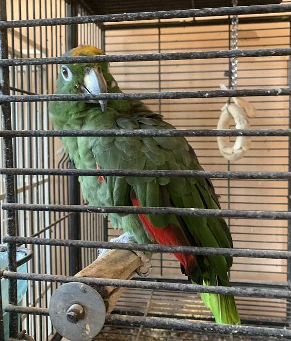 mealy-amazon-parrot-for-sale-in-lacrosse-wa