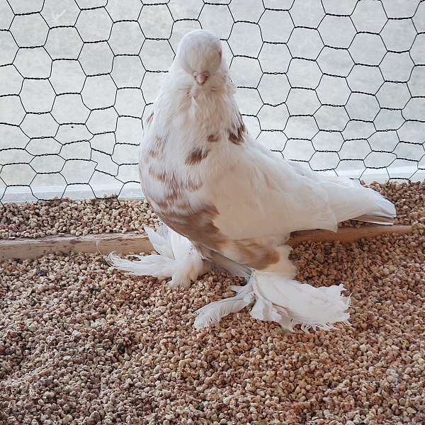 adult-bird-for-sale-in-palmdale-ca