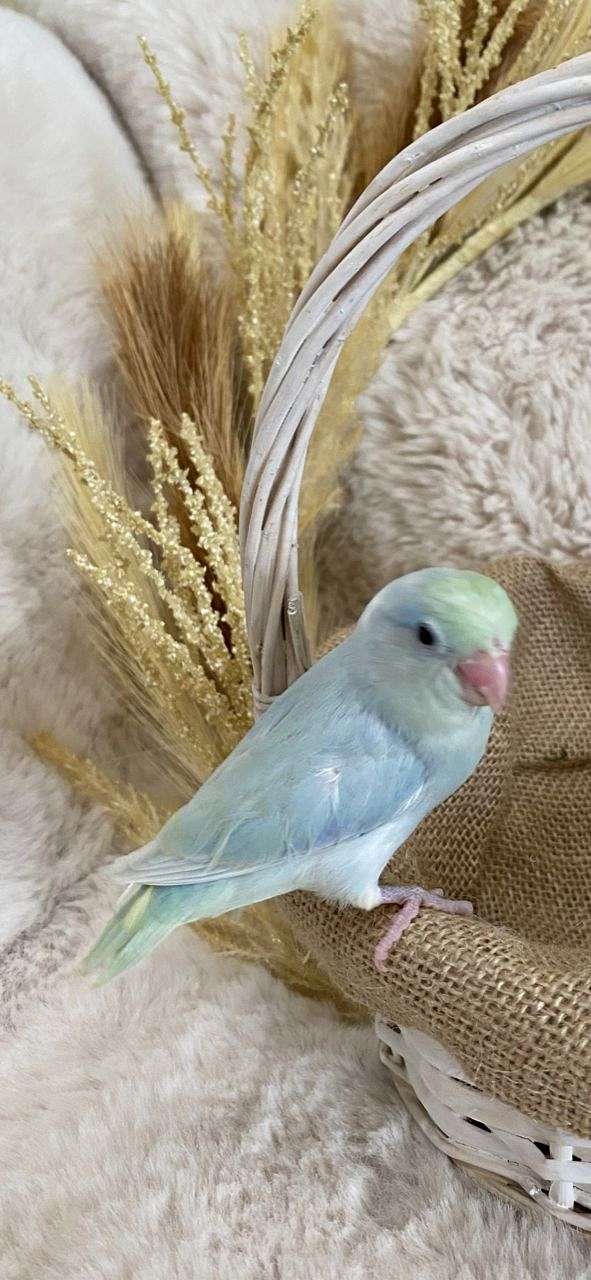 blue-pastel-cute-bird-for-sale
