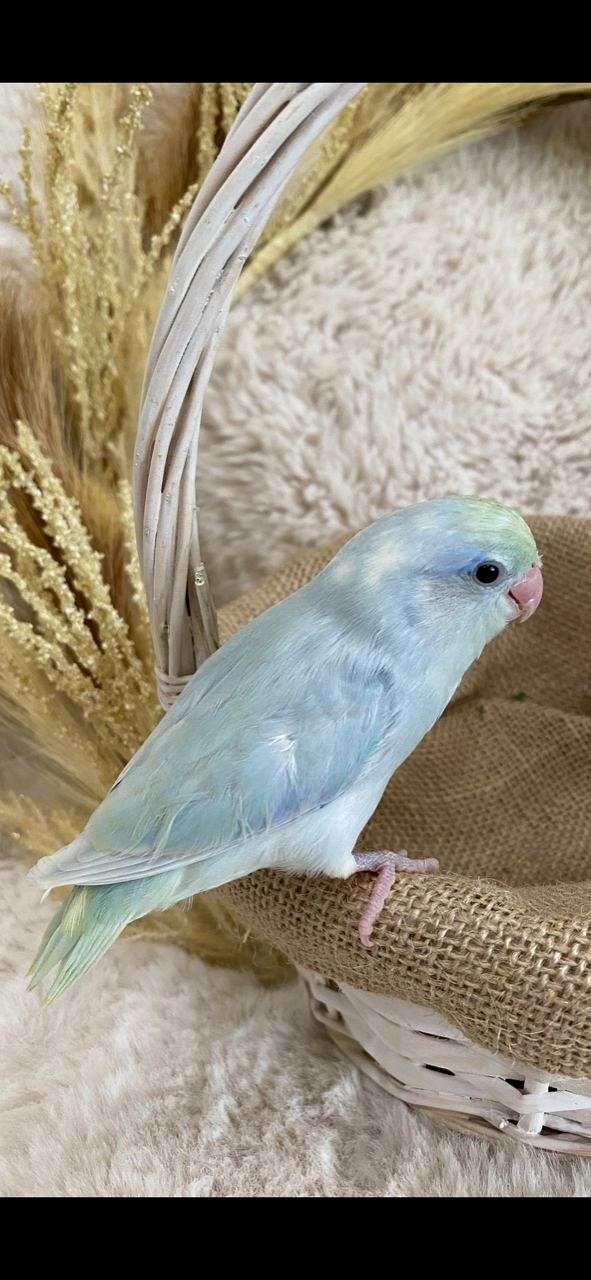 blue-pastel-handfed-bird-for-sale