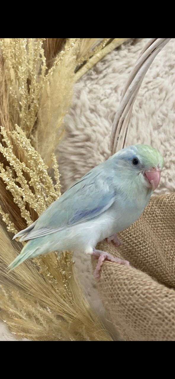 blue-pastel-pet-bird-for-sale