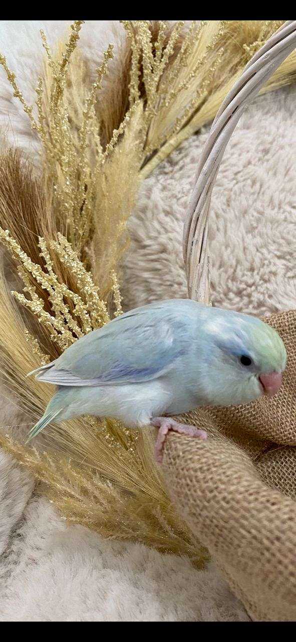 blue-pastel-playful-bird-for-sale