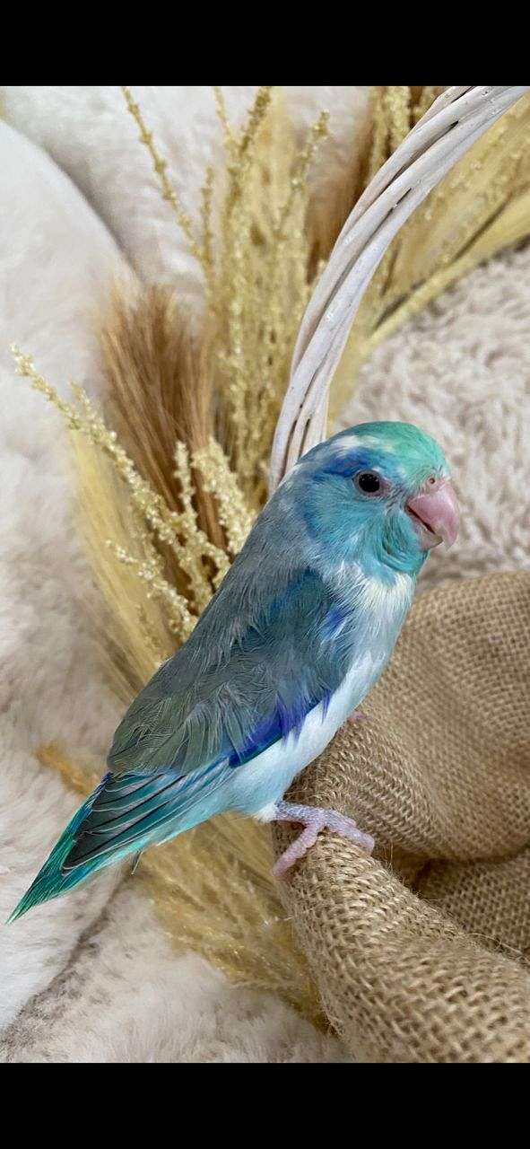 blue-parrotlet-for-sale