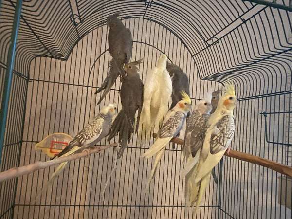 albino-bird-for-sale-in-harrisburg-pa