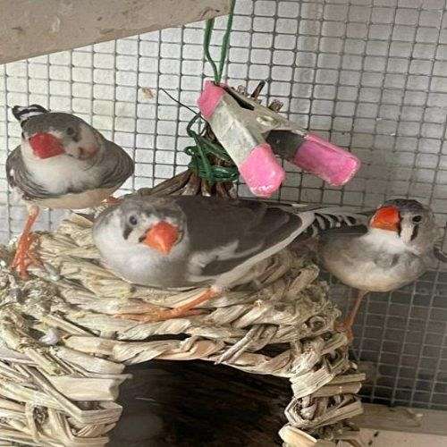 zebra-finch-for-sale-in-staten-island-ny