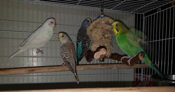 budgerigar-parakeet-for-sale-in-ward-ar
